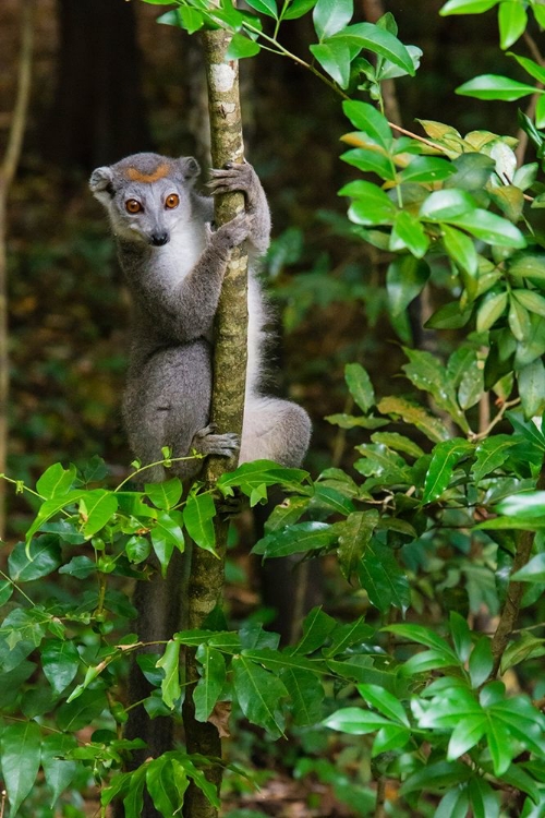 Picture of MADAGASCAR-ANKARANA-ANKARANA RESERVE CROWNED LEMUR CURIOUS LEMUR LOOKS OUT OF THE FOREST