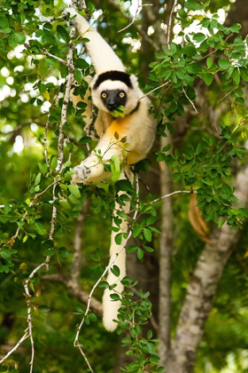 Picture of MADAGASCAR-BERENTY-BERENTY RESERVE VERREAUXS SIFAKA EATING LEAVES IN A TREE