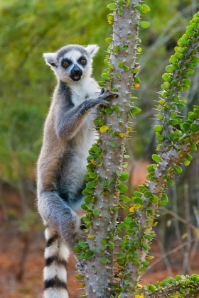 Picture of MADAGASCAR-BERENTY-BERENTY RESERVE RING-TAIL LEMUR EATING LEAVES FROM A ALLUAUDIA PROCERA TREE