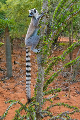 Picture of MADAGASCAR-BERENTY-BERENTY RESERVE RING-TAIL LEMUR EATING LEAVES FROM A ALLUAUDIA PROCERA TREE
