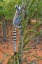 Picture of MADAGASCAR-BERENTY-BERENTY RESERVE RING-TAIL LEMUR EATING LEAVES FROM A ALLUAUDIA PROCERA TREE