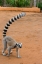 Picture of MADAGASCAR-BERENTY-BERENTY RESERVE RING-TAILED LEMUR WALKING