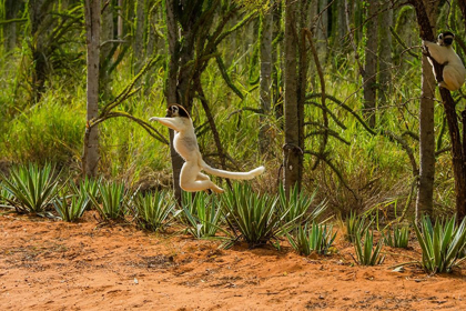 Picture of MADAGASCAR-BERENTY-BERENTY RESERVE VERREAUXS SIFAKA LEAPING DOWN TO THE ROAD