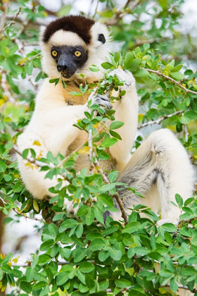 Picture of MADAGASCAR-BERENTY-BERENTY RESERVE VERREAUXS SIFAKA EATING LEAVES IN A TREE