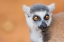 Picture of MADAGASCAR-BERENTY-BERENTY RESERVE RING-TAILED LEMUR