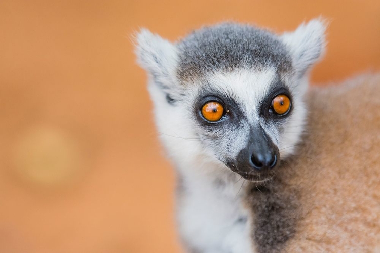 Picture of MADAGASCAR-BERENTY-BERENTY RESERVE RING-TAILED LEMUR