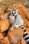 Picture of MADAGASCAR-BERENTY-BERENTY RESERVE RING-TAILED LEMUR SITTING ON SOME ROCKS