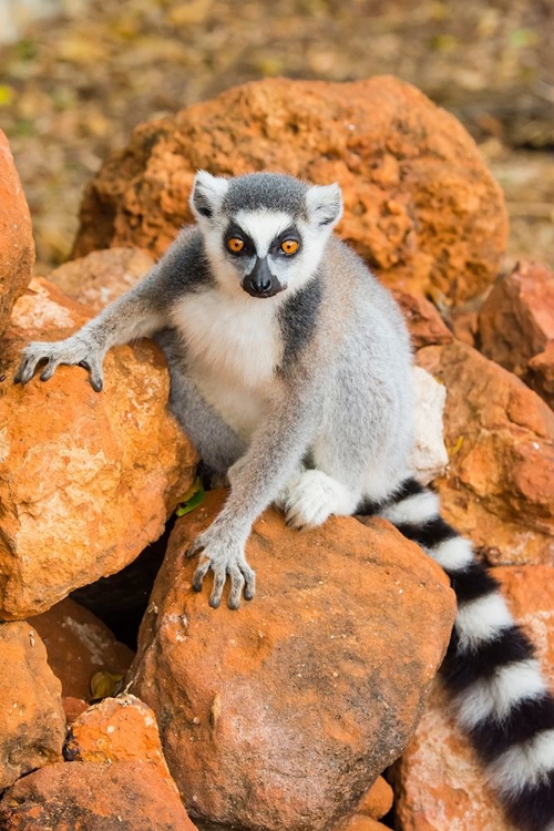 Picture of MADAGASCAR-BERENTY-BERENTY RESERVE RING-TAILED LEMUR SITTING ON SOME ROCKS