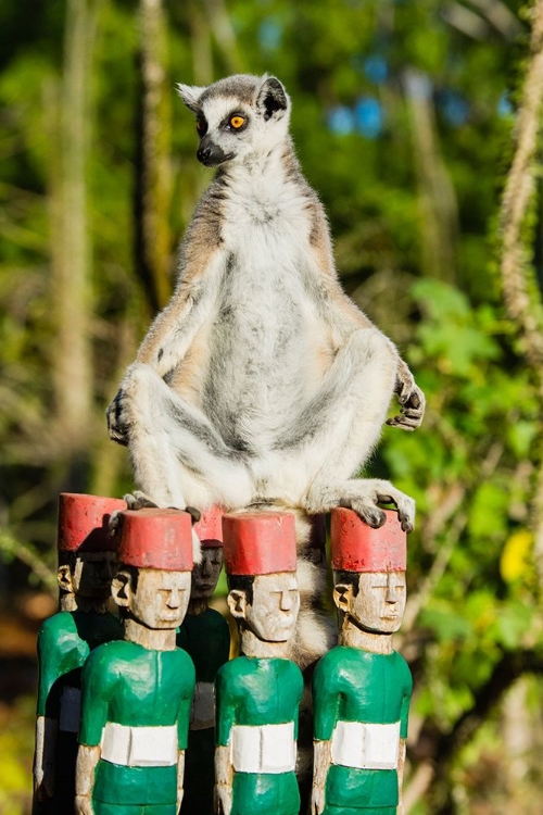 Picture of MADAGASCAR-BERENTY-BERENTY RESERVE RING-TAILED LEMUR WARMING ITSELF IN THE MORNING SUNSHINE