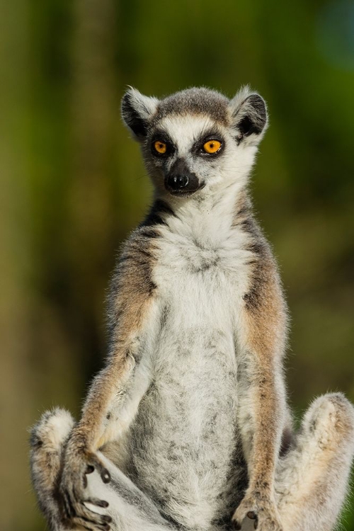 Picture of MADAGASCAR-BERENTY-BERENTY RESERVE RING-TAILED LEMUR