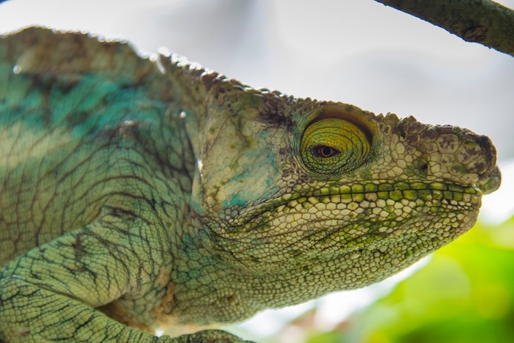 Picture of MADAGASCAR-MAROZEVO-PEYRIERAS REPTILE FARM PARSONS CHAMELEON