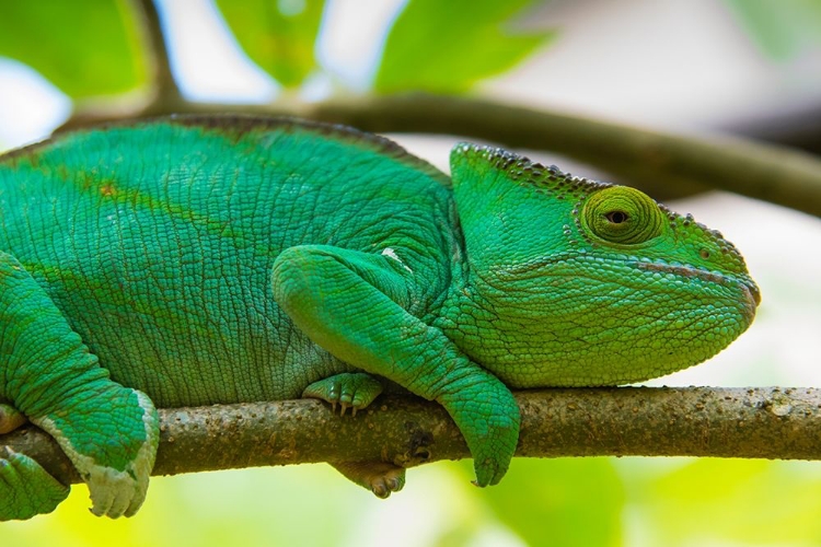 Picture of MADAGASCAR-MAROZEVO-PEYRIERAS REPTILE FARM PARSONS CHAMELEON