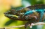 Picture of MADAGASCAR-MAROZEVO PEYRIERAS REPTILE FARM-PANTHER CHAMELEON