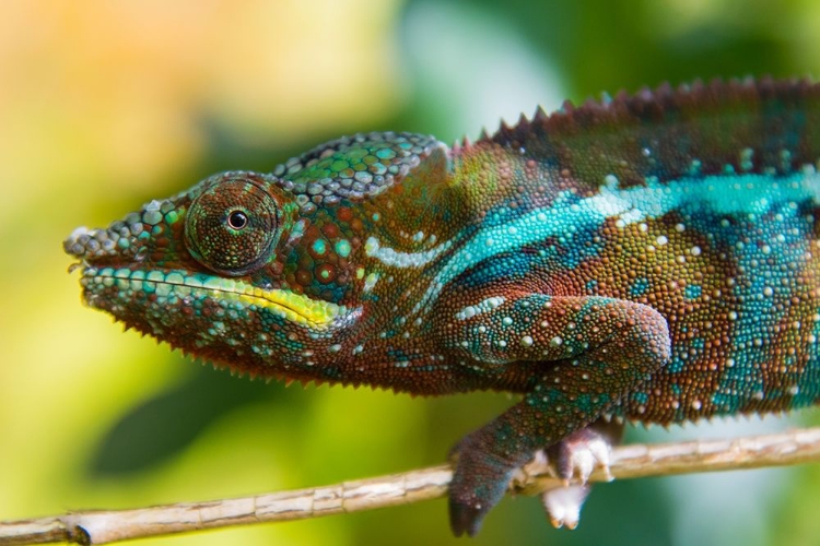 Picture of MADAGASCAR-MAROZEVO PEYRIERAS REPTILE FARM-PANTHER CHAMELEON