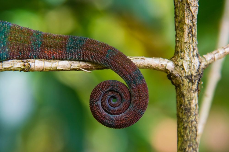 Picture of MADAGASCAR-MAROZEVO-PEYRIERAS REPTILE FARM PARSONS CHAMELEON