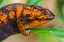 Picture of MADAGASCAR-MAROZEVO PEYRIERAS REPTILE FARM-PANTHER CHAMELEON FEMALE OF THE SPECIES