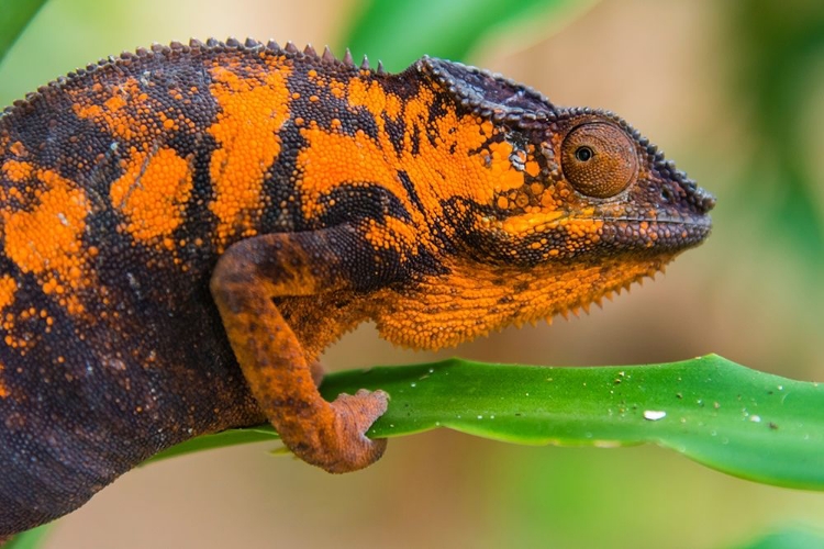 Picture of MADAGASCAR-MAROZEVO PEYRIERAS REPTILE FARM-PANTHER CHAMELEON FEMALE OF THE SPECIES