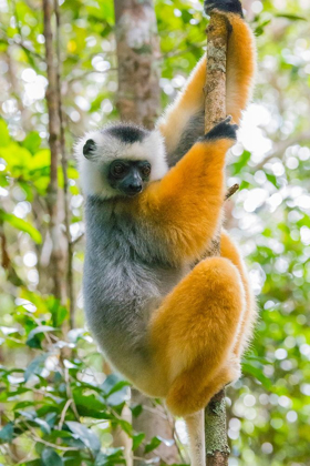 Picture of MADAGASCAR-ANDASIBE-VAKONA LODGE-LEMUR ISLAND DIADEMED SIFAKA IN A TREE