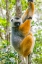 Picture of MADAGASCAR-ANDASIBE-VAKONA LODGE-LEMUR ISLAND DIADEMED SIFAKA IN A TREE