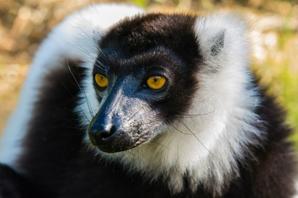 Picture of MADAGASCAR-ANDASIBE-VAKONA LODGE-LEMUR ISLAND BLACK AND WHITE RUFFED LEMUR