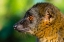 Picture of MADAGASCAR-ANDASIBE-VAKONA LODGE-LEMUR ISLAND COMMON BROWN LEMUR