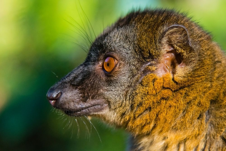 Picture of MADAGASCAR-ANDASIBE-VAKONA LODGE-LEMUR ISLAND COMMON BROWN LEMUR