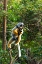 Picture of MADAGASCAR-ANDASIBE-VAKONA LODGE-LEMUR ISLAND DIADEMED SIFAKA IN A TREE