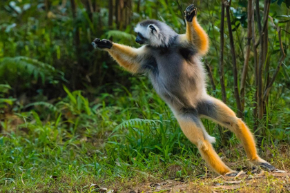 Picture of MADAGASCAR-ANDASIBE-VAKONA LODGE-LEMUR ISLAND DIADEMED SIFAKA LEAPING ALONG THE GROUND