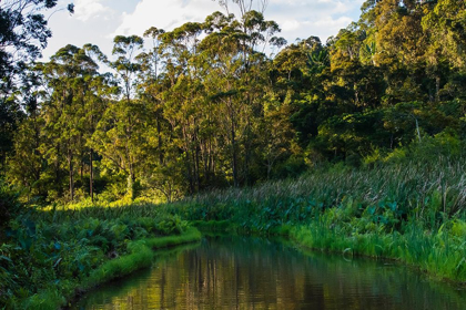 Picture of MADAGASCAR-ANDASIBE-VAKONA LODGE-LEMUR ISLAND SUNSET OVER THE CANALS THAT KEEP THE LEMURS