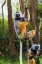 Picture of MADAGASCAR-ANDASIBE-VAKONA LODGE-LEMUR ISLAND DIADEMED SIFAKAS IN A TREE