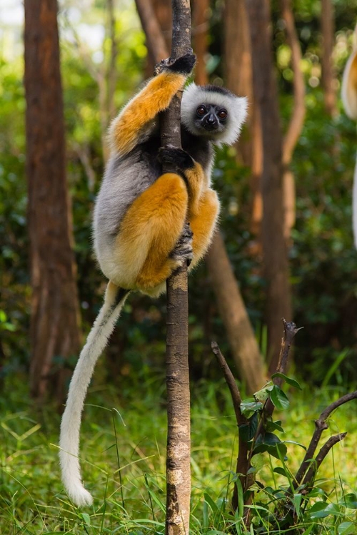 Picture of MADAGASCAR-ANDASIBE-VAKONA LODGE-LEMUR ISLAND DIADEMED SIFAKA IN A TREE