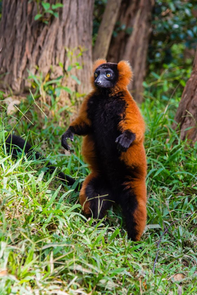 Picture of MADAGASCAR-ANDASIBE-VAKONA LODGE-LEMUR ISLAND RED RUFFED LEMUR (VARECIA RUBRA) STANDING