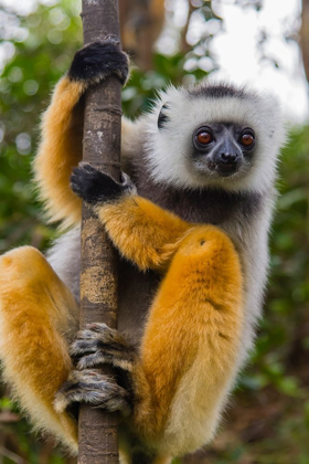 Picture of MADAGASCAR-ANDASIBE-VAKONA LODGE-LEMUR ISLAND DIADEMED SIFAKA CURIOUSLY LOOKING AT SOMETHING