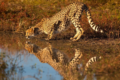 Picture of NAMIBIA ADULT CHEETAH DRINKING AND REFLECTING IN WATER