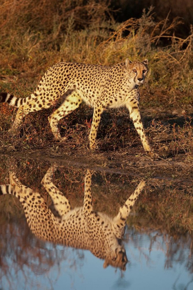 Picture of NAMIBIA ADULT CHEETAH REFLECTING IN WATER