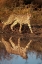 Picture of NAMIBIA ADULT CHEETAH REFLECTING IN WATER