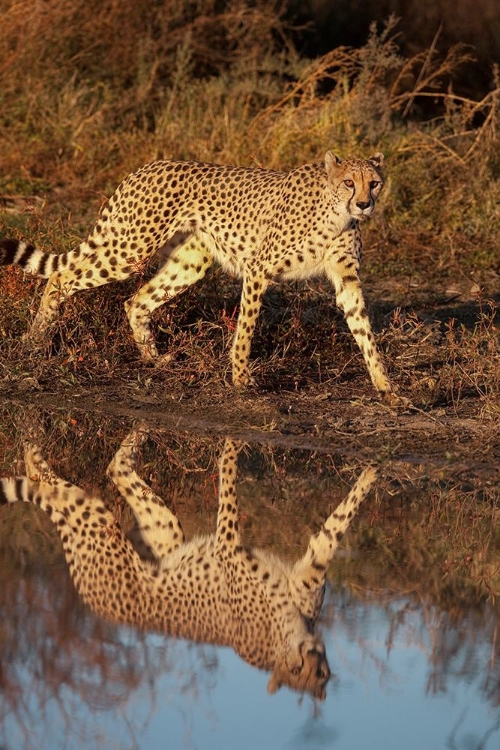 Picture of NAMIBIA ADULT CHEETAH REFLECTING IN WATER