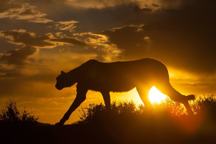 Picture of NAMIBIA CHEETAH SILHOUETTE AT SUNSET