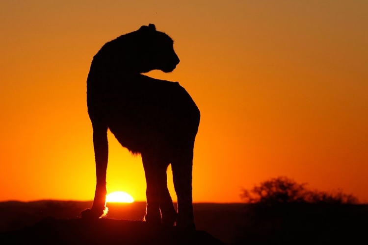 Picture of NAMIBIA CHEETAH SILHOUETTE AT SUNSET