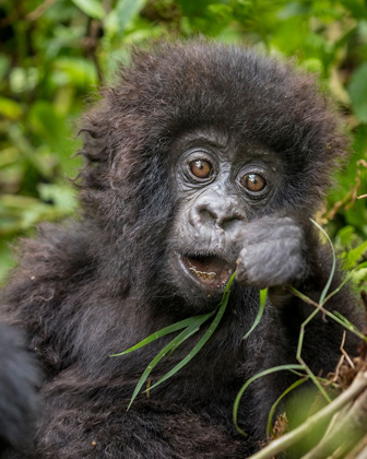 Picture of AFRICA-RWANDA-VOLCANOES NATIONAL PARK-BABY MOUNTAIN GORILLA PLAYING WITH PIECE OF GRASS