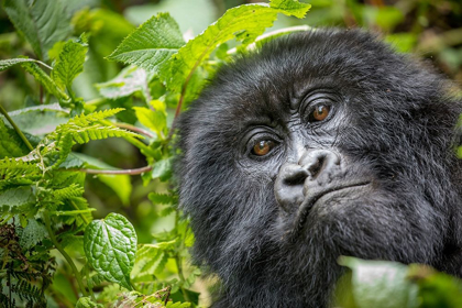 Picture of AFRICA-RWANDA-VOLCANOES NATIONAL PARK-CLOSE-UP PORTRAIT OF ADULT MOUNTAIN GORILLA IN RAINFOREST