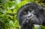 Picture of AFRICA-RWANDA-VOLCANOES NATIONAL PARK-CLOSE-UP PORTRAIT OF ADULT MOUNTAIN GORILLA IN RAINFOREST