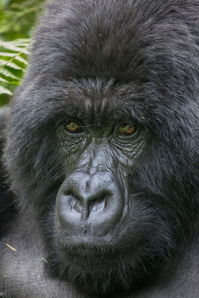 Picture of AFRICA-RWANDA-VOLCANOES NATIONAL PARK-CLOSE-UP PORTRAIT OF ADULT MALE MOUNTAIN GORILLA IN RAINFOREST