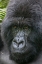 Picture of AFRICA-RWANDA-VOLCANOES NATIONAL PARK-CLOSE-UP PORTRAIT OF ADULT MALE MOUNTAIN GORILLA IN RAINFOREST