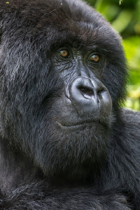 Picture of AFRICA-RWANDA-VOLCANOES NATIONAL PARK-CLOSE-UP PORTRAIT OF ADULT MALE MOUNTAIN GORILLA