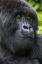 Picture of AFRICA-RWANDA-VOLCANOES NATIONAL PARK-CLOSE-UP PORTRAIT OF ADULT MALE MOUNTAIN GORILLA