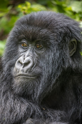 Picture of AFRICA-RWANDA-VOLCANOES NATIONAL PARK-PORTRAIT OF MOUNTAIN GORILLA