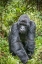 Picture of AFRICA-RWANDA-VOLCANOES NATIONAL PARK-MOUNTAIN GORILLA SILVERBACK