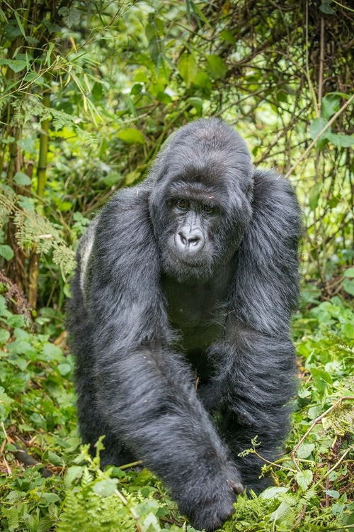 Picture of AFRICA-RWANDA-VOLCANOES NATIONAL PARK-MOUNTAIN GORILLA SILVERBACK