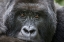 Picture of AFRICA-RWANDA-VOLCANOES NATIONAL PARK-PORTRAIT OF MOUNTAIN GORILLA